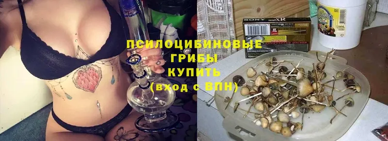 наркотики  Гусев  Псилоцибиновые грибы MAGIC MUSHROOMS 