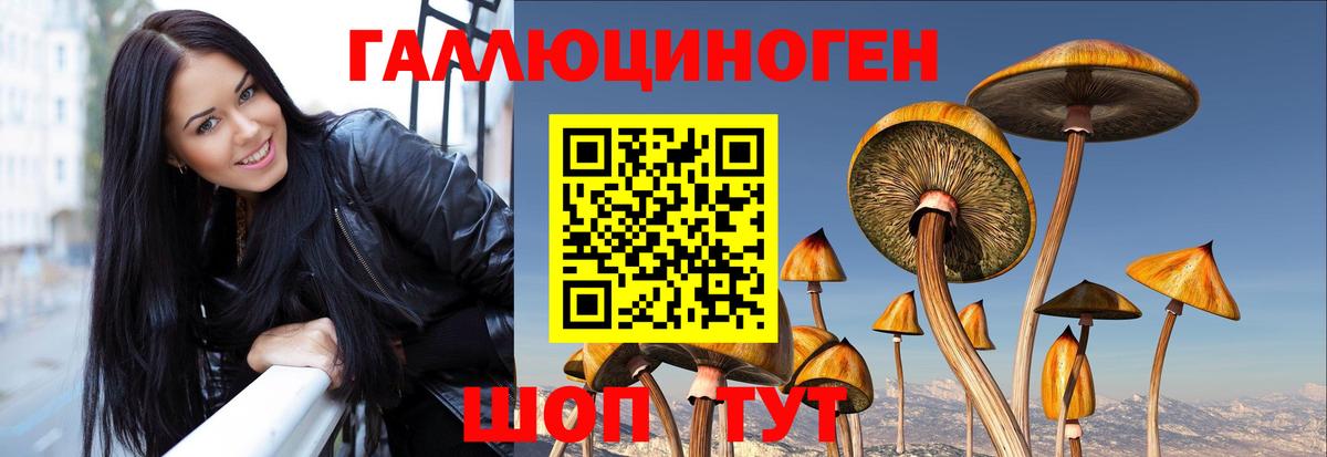 Псилоцибиновые грибы Cubensis Гусев
