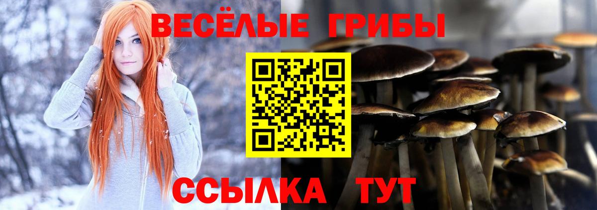 Галлюциногенные грибы GOLDEN TEACHER  Галлюциногенные грибы прущие грибы  Вход с VPN  Гусев 